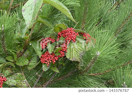 Viburnum with red fruits 143376787