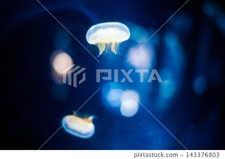 北方水母漂浮在光芒中 143376803