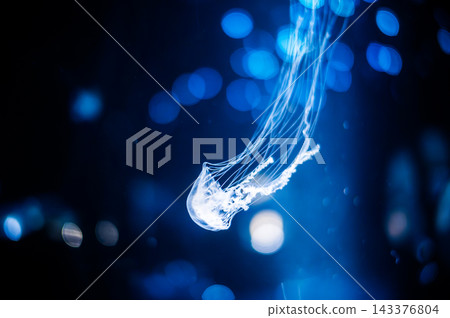 大西洋灣蕁麻在陽光下漂浮 大西洋灣蕁麻在陽光下漂浮 143376804