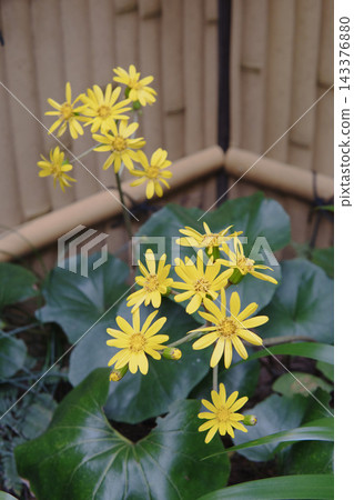 A vertical photograph of Farfugium japonicum blooming in a Japanese-style garden in November. A vertical photograph of Farfugium japonicum blooming in a Japanese-style garden in November. 143376880