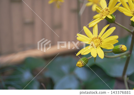 11 月,花園裡盛開的日本遠志花和花蕾的特寫。 11 月,花園裡盛開的日本遠志花和花蕾的特寫。 143376881
