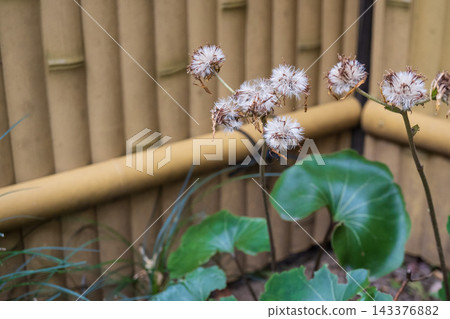 一月,日本大戟(Farfugium japonicum)蓬鬆的種子和種子蔓延在日式竹籬笆花園中——日本大戟的種子和種子在日式花園中蔓延。 一月,日本大戟(Farfugium japonicum)蓬鬆的種子和種子蔓延在日式竹籬笆花園中——日本大戟的種子和種子在日式花園中蔓延。 143376882