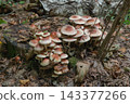 A cluster of mushrooms growing on a tree stump in a forest. Ukraine 143377266