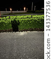夜裡，公園裡的灌木叢上投射出一個人的影子。 143377536