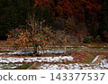 The first snow and the persimmon tree laden with fruit. 143377537