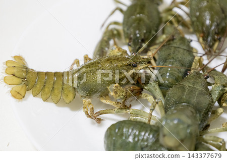 Live green river crayfish clustered together on a light background. Close-up view of fresh raw crustaceans, captured before cooking for a seafood meal preparation Live green river crayfish clustered together on a light background. Close-up view of fresh raw crustaceans, captured before cooking for a seafood meal preparation 143377679