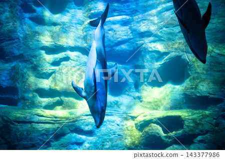 游泳海豚 游泳海豚 143377986