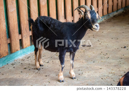 Black Goat Standing in Farm Pen 143378228