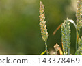 Fresh Green Wheat Ears Close-Up in Agricultural Field On a farm field. spikelets of unripe winter wheat in an agricultural field. future bountiful harvest. Agriculture scene background. 143378469