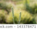 Fresh Green Wheat Ears Close-Up in Agricultural Field On a farm field. spikelets of unripe winter wheat in an agricultural field. future bountiful harvest. Agriculture scene background. 143378471