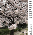 春日公園景色，櫻花盛開。 143378563