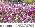 Autumn flower cosmos 143378705