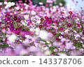 Autumn flower cosmos 143378706
