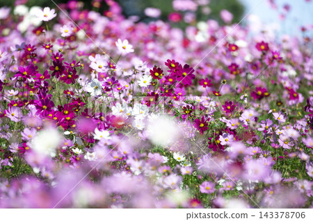 Autumn flower cosmos Autumn flower cosmos 143378706