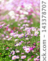 Autumn flower cosmos 143378707
