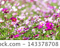 Autumn flower cosmos 143378708