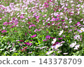 Autumn flower cosmos 143378709