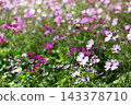 Autumn flower cosmos 143378710