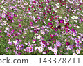 Autumn flower cosmos 143378711