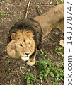 An adult lion standing on a dirt path amidst dense green vegetation. 143378747