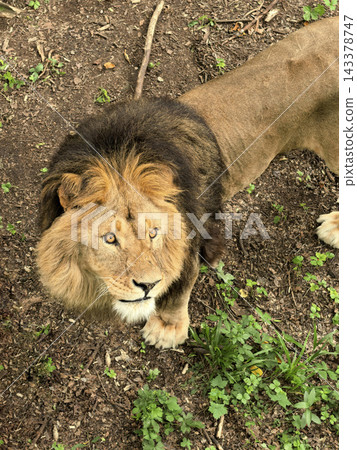 An adult lion standing on a dirt path amidst dense green vegetation. An adult lion standing on a dirt path amidst dense green vegetation. 143378747