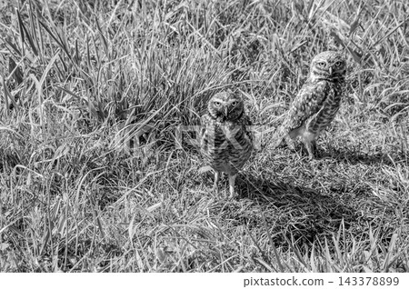 Black and white portrait of two burrowing owls standing on grass 143378899