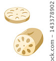 Lotus root illustration 143378902