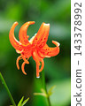 Lilium medeoloides flowers, dripping with raindrops after the rain. 143378992