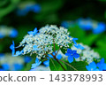 Vibrant blue hydrangeas on Tanigawa Mountain in July 143378993