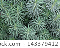 銀綠色的Euphorbia characias葉子 143379412