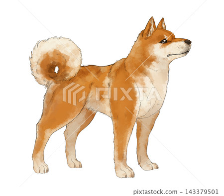 Standing Shiba Inu 143379501