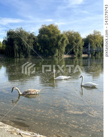 Swan family with cygnet swimming on park pond near old pedestrian bridge and willows, sunny autumn day Swan family with cygnet swimming on park pond near old pedestrian bridge and willows, sunny autumn day 143379743