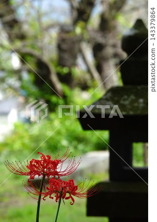 日式花園中，紅色的彼岸花在石燈籠的襯托下盛開。 143379864