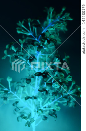 Underwater pattern of leaves and flowers of fluorescent plant Underwater pattern of leaves and flowers of fluorescent plant 143380176