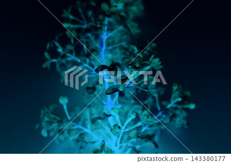 Fairytale glowing floral pattern with plant texture on dark background Fairytale glowing floral pattern with plant texture on dark background 143380177