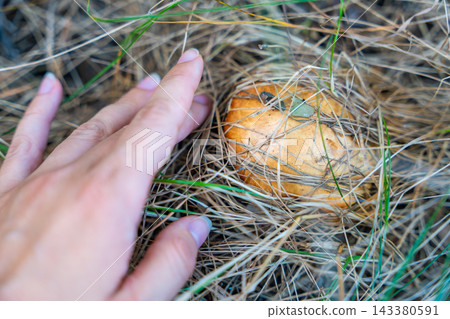 Hand discovering Suillus mushroom hidden among grass and pine needles in forest. Finding wild edible mushroom represents foraging, searching and seasonal harvest Hand discovering Suillus mushroom hidden among grass and pine needles in forest. Finding wild edible mushroom represents foraging, searching and seasonal harvest 143380591