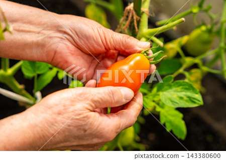 Senior woman hands picking ripe tomato from plant in home greenhouse. Growing food represents active aging, gardening tradition and connection with nature Senior woman hands picking ripe tomato from plant in home greenhouse. Growing food represents active aging, gardening tradition and connection with nature 143380600