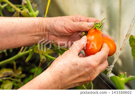 Senior woman hands picking ripe tomato from plant in home greenhouse. Growing food represents active aging, gardening tradition and connection with nature Senior woman hands picking ripe tomato from plant in home greenhouse. Growing food represents active aging, gardening tradition and connection with nature 143380602