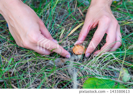 Hands cutting Suillus mushroom with knife while foraging in forest. Careful mushroom picking represents seasonal harvesting and gathering wild food from nature Hands cutting Suillus mushroom with knife while foraging in forest. Careful mushroom picking represents seasonal harvesting and gathering wild food from nature 143380613