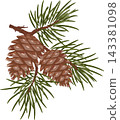 Green pine branch with pine cones, Christmas and Xmas decoration for holiday cards, posters and seasonal designs.EPS 10 143381098