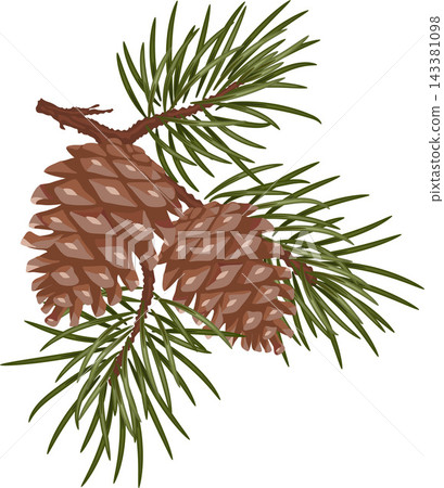 Green pine branch with pine cones, Christmas and Xmas decoration for holiday cards, posters and seasonal designs.EPS 10 Green pine branch with pine cones, Christmas and Xmas decoration for holiday cards, posters and seasonal designs.EPS 10 143381098