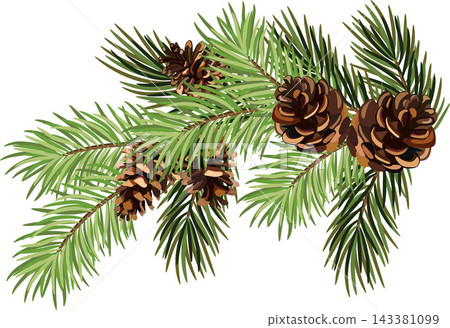 Green fir tree branch with pine cones, Christmas and New Year decoration. . EPS 10 143381099