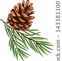 Christmas tree branches, green fir needles and natural festive elements for Christmas and New Year design.. EPS 10 143381100