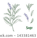 Sage plant set. Colored botanical graphic isolated on a background. Hand drawn Salvia medical herb, separated leaves and flowers line art. For herbal tea, organic cosmetics and product designs. 143381463