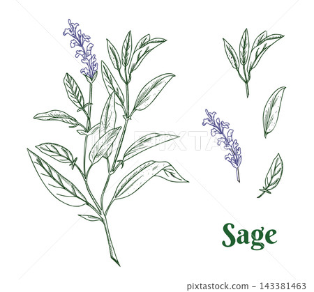 Sage plant set. Colored botanical graphic isolated on a background. Hand drawn Salvia medical herb, separated leaves and flowers line art. For herbal tea, organic cosmetics and product designs. Sage plant set. Colored botanical graphic isolated on a background. Hand drawn Salvia medical herb, separated leaves and flowers line art. For herbal tea, organic cosmetics and product designs. 143381463