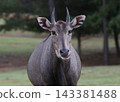 Nilgai Asian Blue Bull Antelope in East Texas Safari 143381488