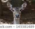 Female Deer in Rural East Texas Safari 143381489