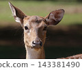 Female Deer in Rural East Texas Safari 143381490