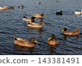 Ducks Swimming in Lake Tyler at Marina near Whitehouse TX 143381491