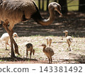 Large Flightless Bird With Chicks in Rural Safari Park 143381492
